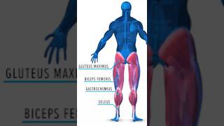 Dumbbell Leg Day Superset WorkoutQUICK AND EFFECTIVE legday transformation workout superset [upl. by Ahsiugal]