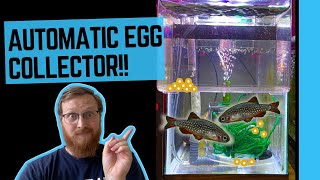 Breeding Egg Scattering Fish with no Wet Hands [upl. by Maggio686]