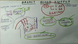 Mammary Gland  4 Blood Supply  TCML [upl. by Oliviero]