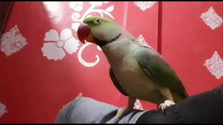 RAW The Best Talking Parrot [upl. by Yrotciv103]