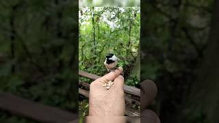 Black Capped Chickadee  Save Birds savenature shortvideo birds shortsvideo shorts short [upl. by Suivatnod]