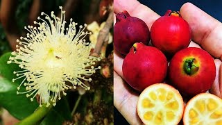 CONHEÇA A FLORAÇÃO DO ARAÇA VERMELHO Psidium cattleianum [upl. by Odirfliw]