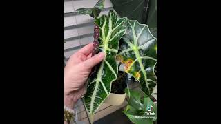 Alocasia Polly update  GORGEOUS new leaf [upl. by Esbenshade702]