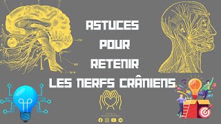 💡Astuces pour retenir les nerfs crâniens des Méthode de mémoriser sans oublier📝 [upl. by Ilrahc]