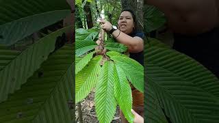 Tree Walk  EDC BINHI UP Diliman Threatened Species Arboretum 📌Hagakhak [upl. by Avid]