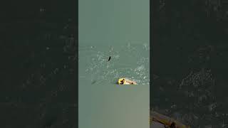 Bungee jumping at Kawarau Bridge NZ [upl. by Lednic]