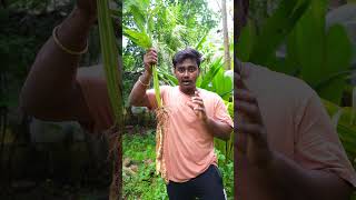 koovai kilangu agriculture tamil mythirdeye farming reels usa food singapore uae [upl. by Karoly139]