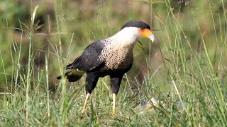 Northern Crested Caracara in Mexico [upl. by Ky]