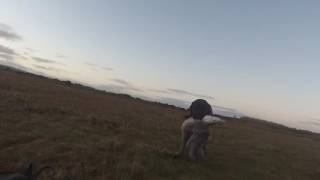 Wildfowling Scotland Findhorn bay 2016 [upl. by Serolod]