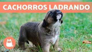 Los mejores LADRIDOS de PERROS CACHORROS 🐶 🔊 ¡Tiernos y Adorables [upl. by Thgiwd]