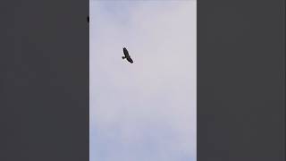 Large Common Buzzard circling the sky [upl. by Bijan]