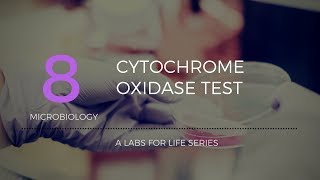 Cytochrome Oxidase Test [upl. by Leuname]