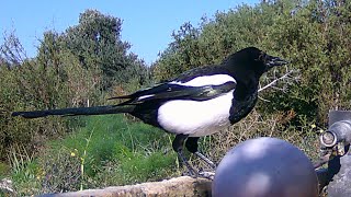 Eurasian Magpie κόρωνος Common magpie Pica pica Κατσικορωνα  Καρακάξα ALECTORIS Chukar ΠΈΡΔΙΚΑ [upl. by Ferriter731]