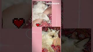 তার ভালোবাসা😾❤️shorts short catlover catlove love realfoolsshorts63 boramtubevlog4821 [upl. by Anaerb994]