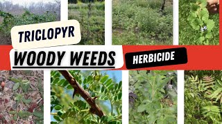 Understanding Triclopyr Chemistry for the control of woody weeds in different places [upl. by Airom491]