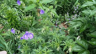 Cranesbill or Hardy Geraniums [upl. by Ysnat]