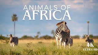 ÁFRICA 4K HDos melhores e mais conhecidos animais da África [upl. by Noell]