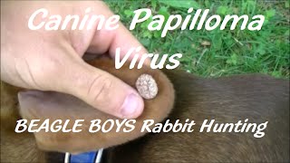 Canine Papilloma Virus  2015Beagle Boys Rabbit Hunting [upl. by Michelina409]