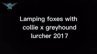 lamping foxes with lurchers ireland 2 4dhunting558 [upl. by Sibeal]