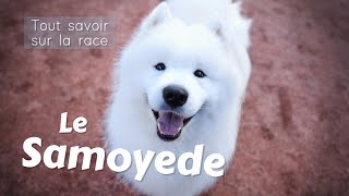 Le Samoyede  Tout savoir sur cette Race de chien  Toilettage caractère éducation [upl. by Ezarras]