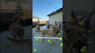 Surprise my dogs with 300 tennis balls [upl. by Weinert]