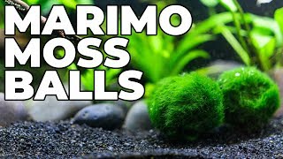 How To Care For Marimo Moss Balls And Keep Them From Turning Brown [upl. by Trill]