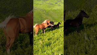 Beautiful Horse Horses Running horse horses shorts [upl. by Hairam436]