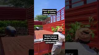 Khaya senegalensis plant loading original mahogany shorts 6379549907 [upl. by Lenra997]