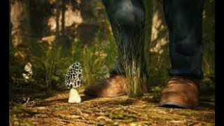 Morels The Hunt Gameplay PC HD 1080p60FPS No Commentary [upl. by German791]