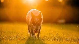 How to Have a Fun Outdoor Adventure with an Australian Cattle Dog [upl. by Asserak87]