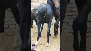 horse horseracing horselover animals equestrian duetz comedyfilms dormido funnycomedy cow [upl. by Ordep]