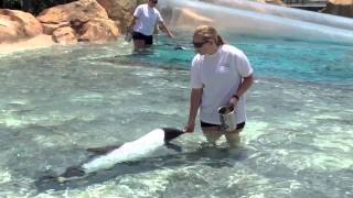 Dolphin feeding  AQUATICA Orlando 1 [upl. by Eedeed]