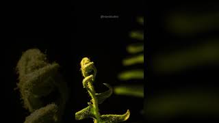 Unfurling of a Fern unfurl fern macro timelapse beautiful nature wildlife closeup HA72825 [upl. by Enila]