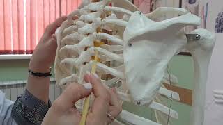 Osteology Topic 4 Articulations between ribs and sternum ribs and vertebrae [upl. by Metsky]