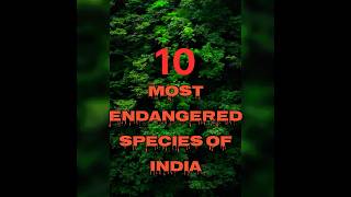 10 Most Endangered Species of India shorts viralshorts trending [upl. by Soll401]