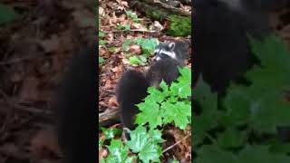 What Sound Do Raccoons Make  Raccoon Chittering [upl. by Lechner]