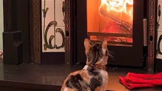 PEVEX Convector 40 Inset Stove 45kw Multi Fuel  Natural Heating Review [upl. by Bellaude89]