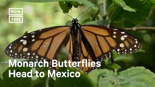 Monarch Butterflies Travel 3000 Miles for Annual Migration [upl. by Neerod]