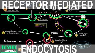 Receptor Mediated Endocytosis  Clathrin Mediated Endocytosis  Endocytosis Part 4 [upl. by Marko472]