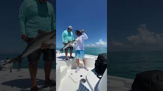 Catching Cobias in Chokoloskee Florida [upl. by Veda]