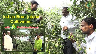 Indian Boor jujube Regi pandu cultivation in hindi  Annapurna agri space  Prathibha biotech [upl. by Nadya]