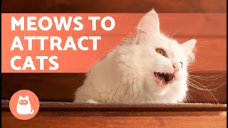 SOUNDS to Make Your CAT COME to CUDDLE YOU 📣🐈 Meows to ATTRACT Your CAT When They HIDE [upl. by Guthry211]