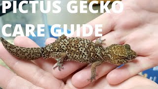 Pictus Gecko Care Guide [upl. by Efal]