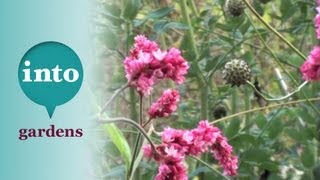 Persicaria orientalis Plants for October Gardening at Blackpitts [upl. by Nosaj]