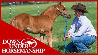 Clinton Anderson Foal Training  Downunder Horsemanship [upl. by Aehtrod]