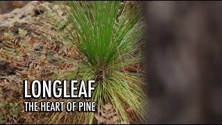 LONGLEAF THE HEART OF PINE [upl. by Weisler904]