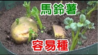 馬鈴薯種植袋 非常理想 好用 How To Plant Potatoes [upl. by Killarney452]