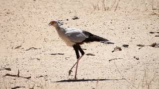 Secretarybird Sagittarius serpentarius  Nossob in Kgalagadi South Africa 18112017 [upl. by Hanid342]