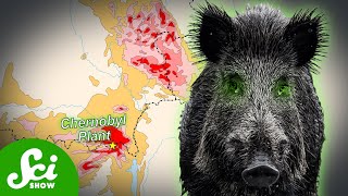 Chernobyls Radioactive Wild Boar Paradox [upl. by Lehcem]