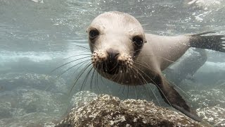 GoPro Galápagos Sea Lions [upl. by Eivets30]